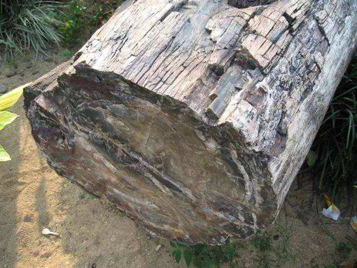 一亿年前的硅化木图片,硅化木是不是树化石