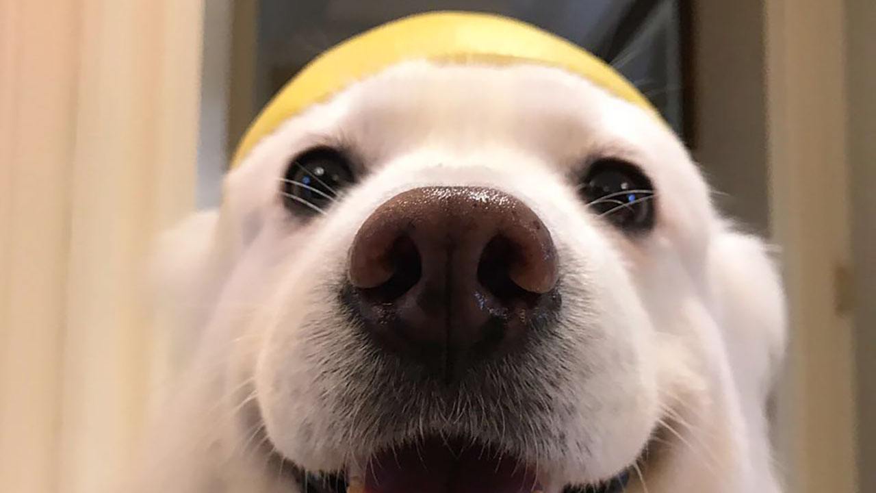 狗狗的一些动作说明狗狗生病了,这5个信号是狗狗生病的标志