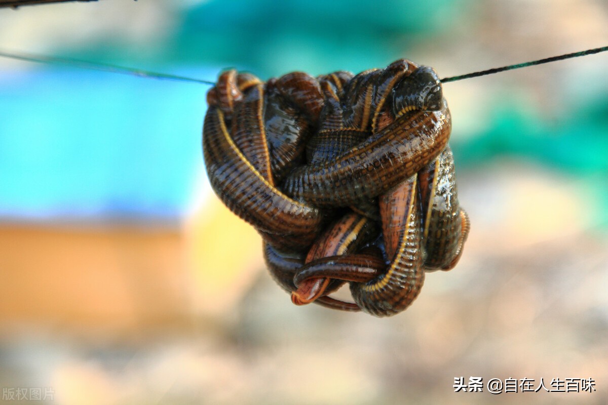 农村常见的虫子各叫什么名字,夏天家里最常见的虫子