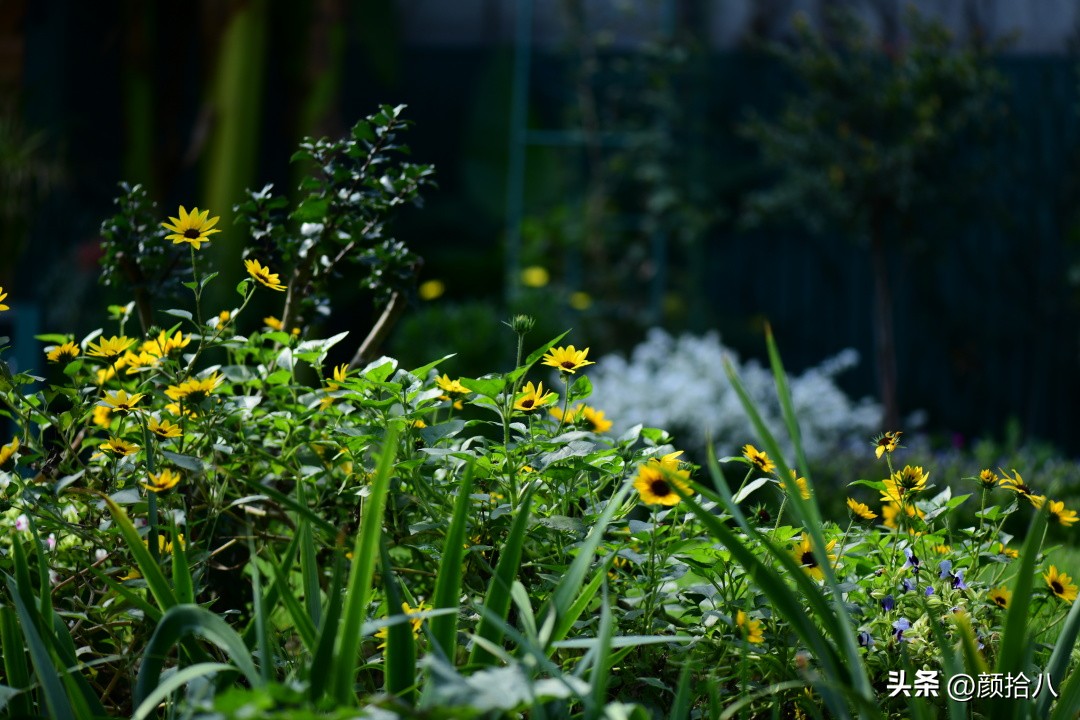 光辉岁月向日葵单朵花能开多少天,光辉岁月向日葵开花效果