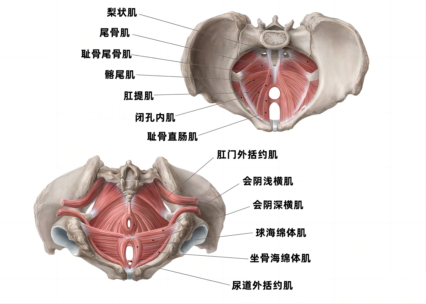 盆底肌训练为什么要练臀,盆底肌如何练效果最好
