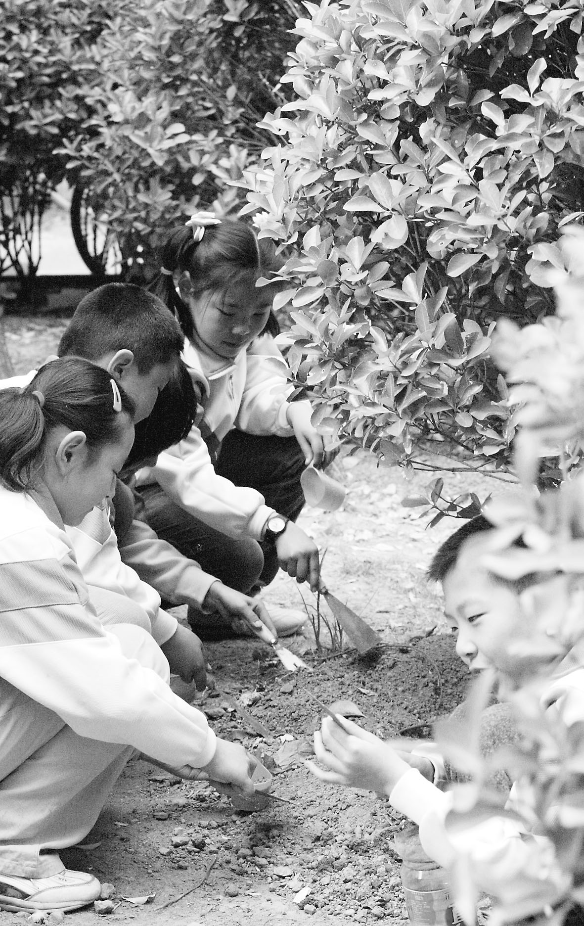 乡愁散文：七十年代的挖蛹灭蝇