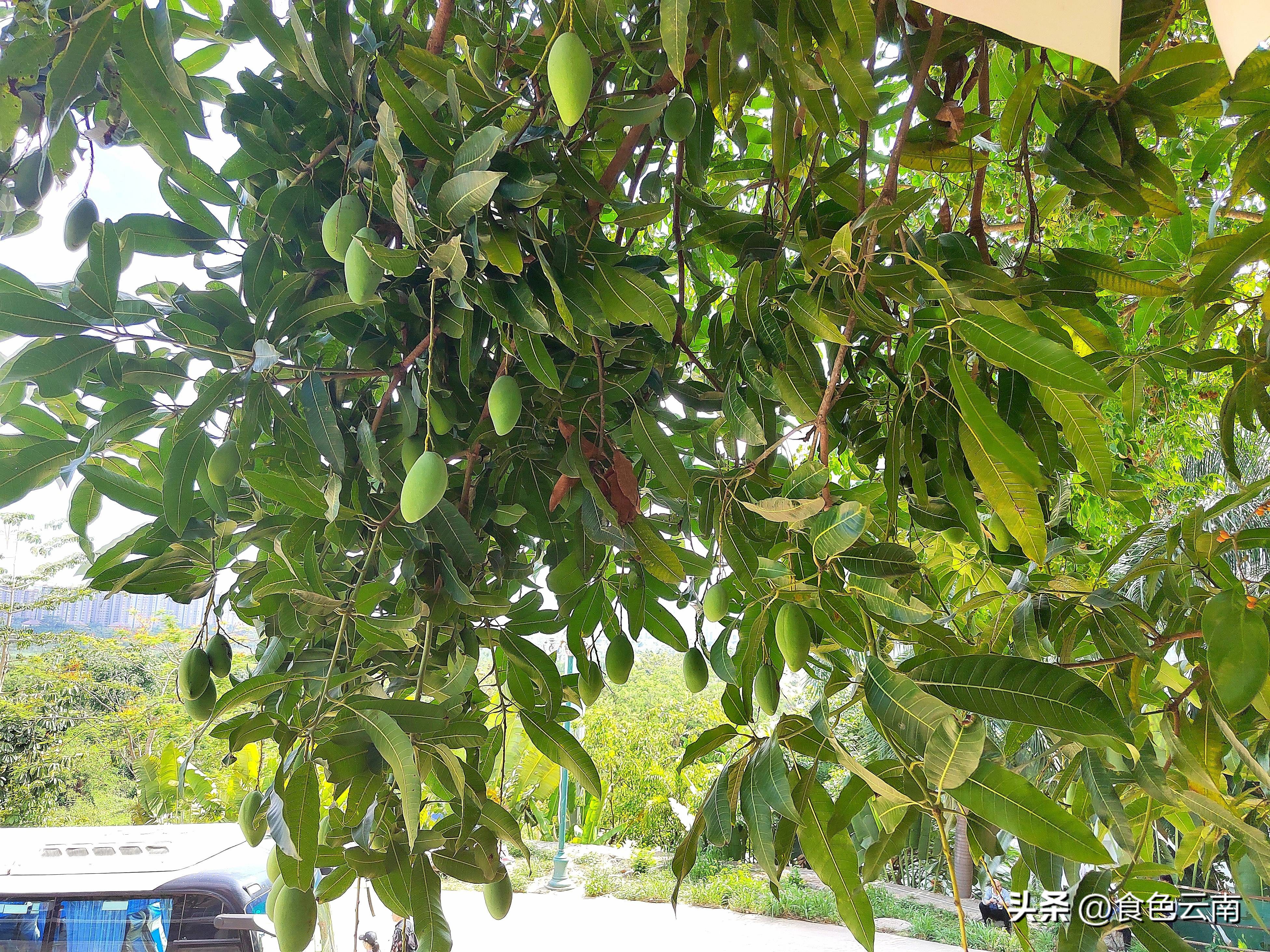 菌海森林野生菌火锅西双版纳,西双版纳野生菌推荐