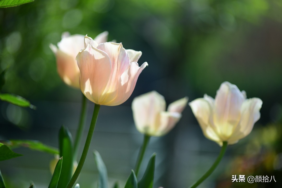 河马花园最耐阴植物,最漂亮的花园里的郁金香