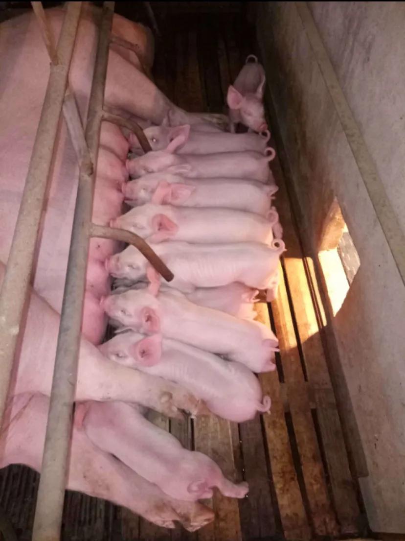 母猪产后消炎青霉素好还是头孢好,母猪产后输液用什么消炎最佳配方