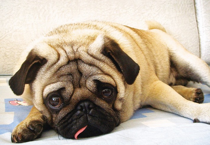 巴哥犬呕吐不吃食精神差吃什么药,巴哥犬呕吐拉血咋办