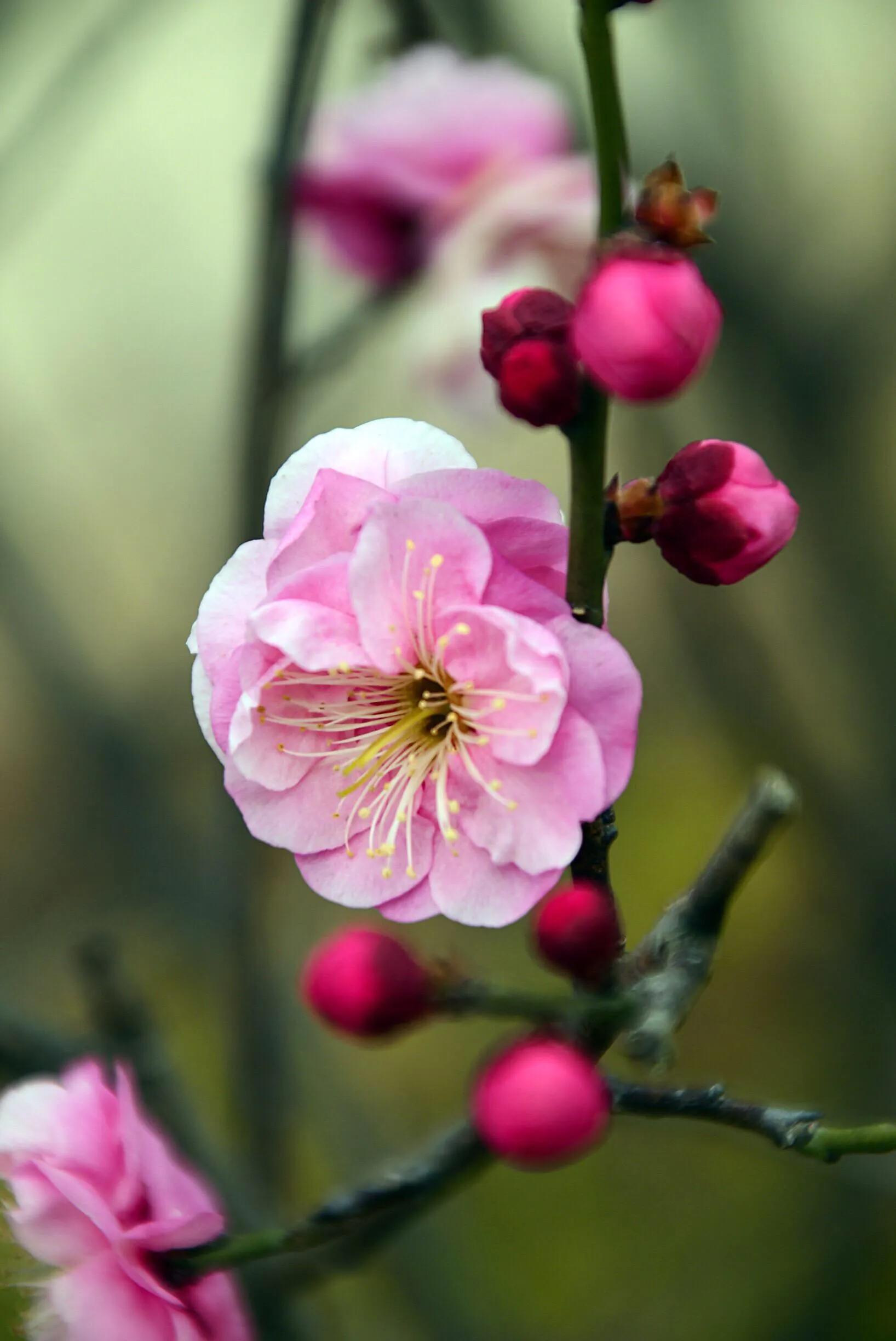 花卉摄影秋日的浪漫,花卉摄影春暖梅花开