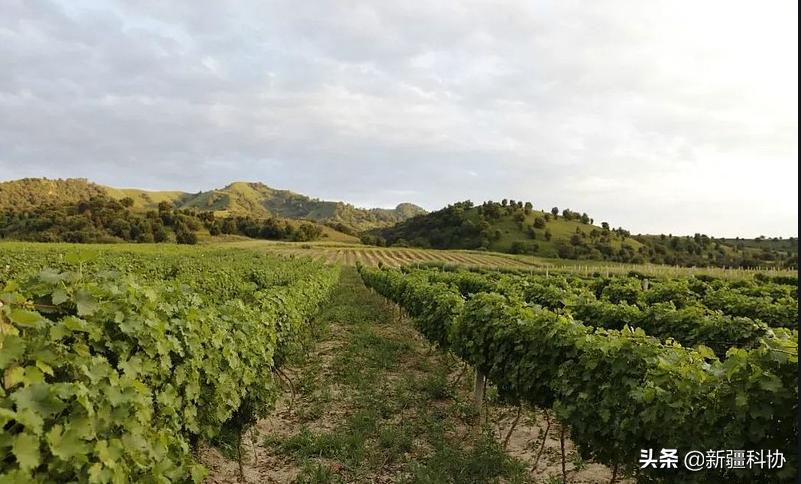 知吗？开门┋哎，朋友，*疆新**特产—“没事儿找事儿”喝过吗？