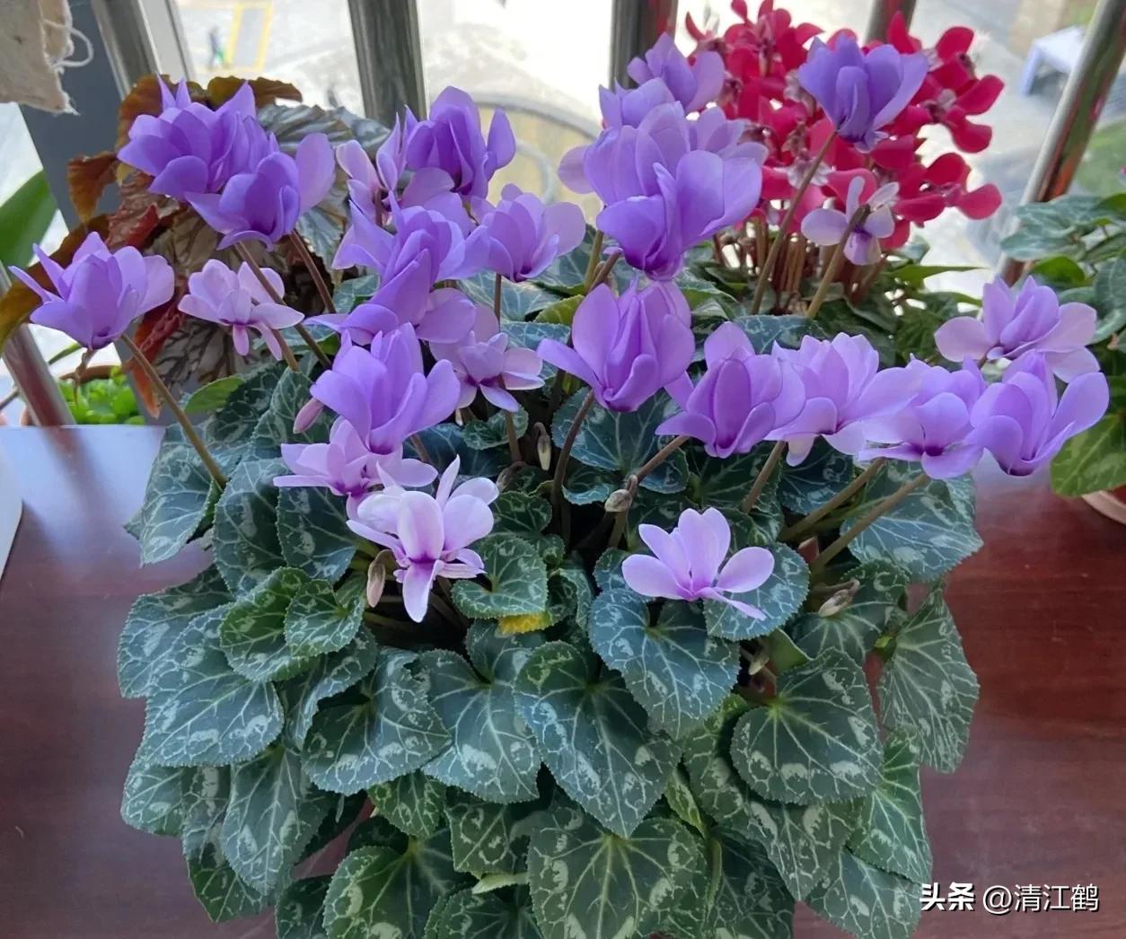 仙客来腐烂的挽救办法,仙客来病了怎么救活