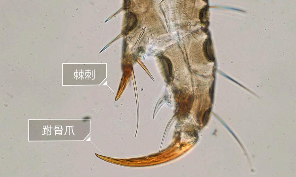 比人古老的生物,30年前虱子为什么频繁出现