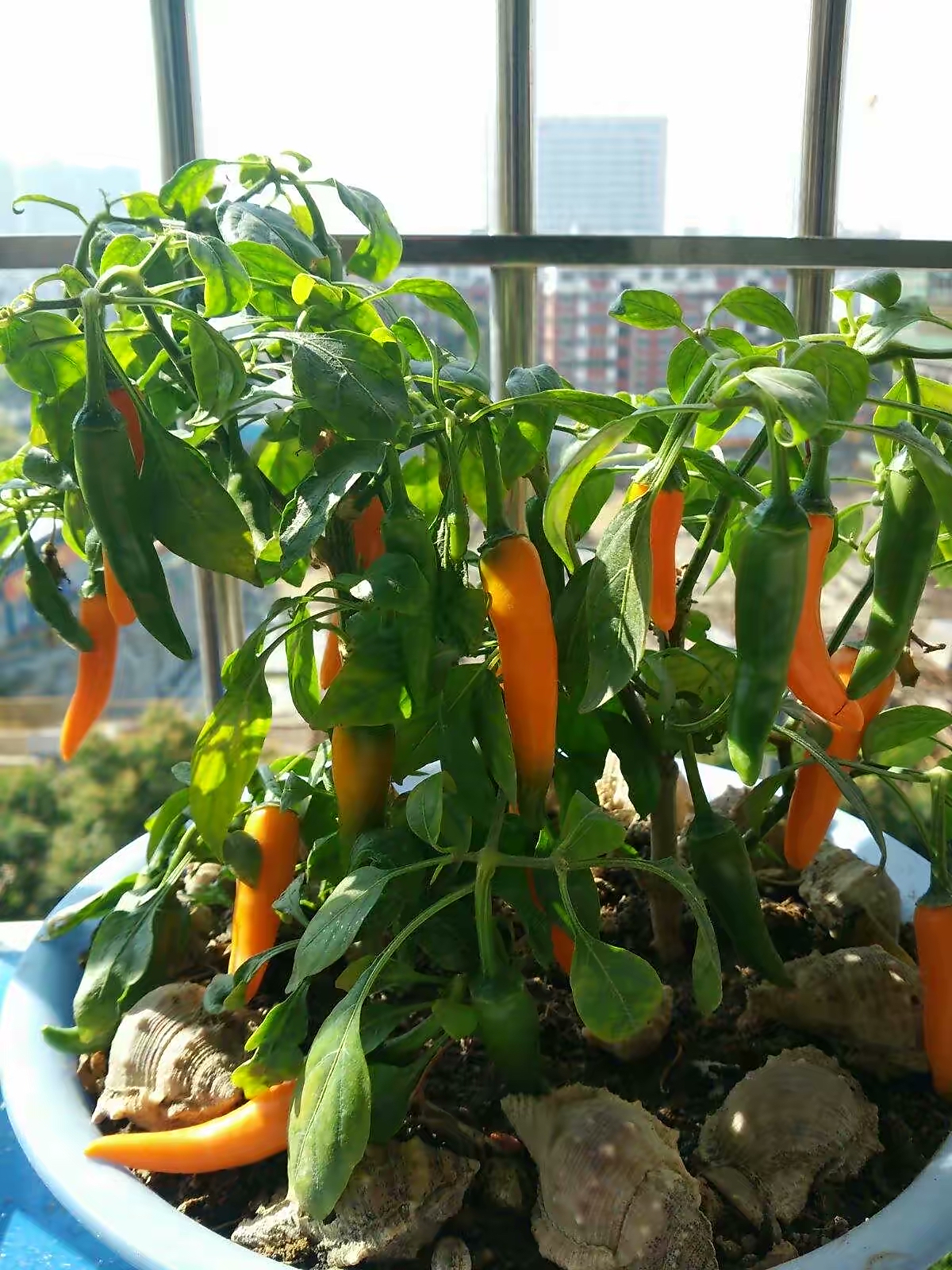 阳台种菜的100种方法,阳台种菜的正确方法大全