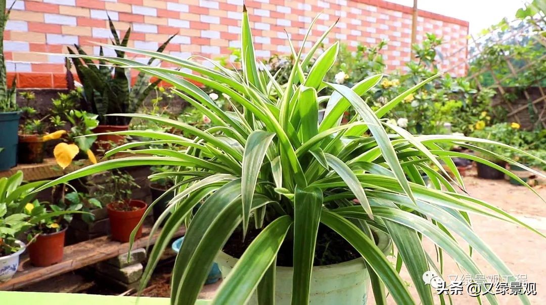 室内植物墙哪些类型植物合适,适合做绿植墙的常绿植物