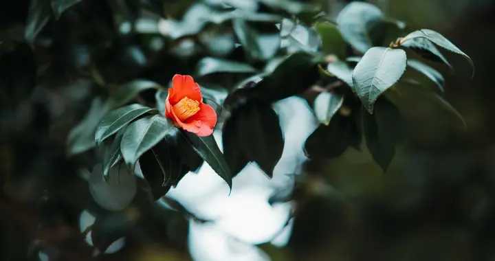一月山茶花哪个地区最美,赏花山茶花