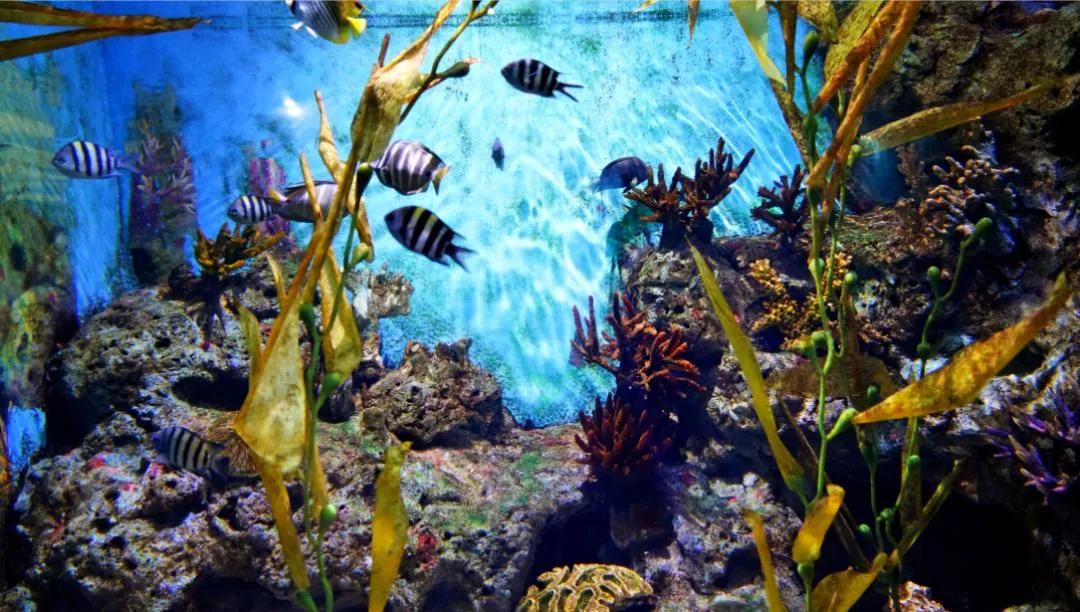 福州海昌海洋公园建在哪里,福州滨海新城海昌海洋公园