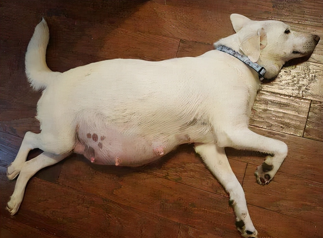 狗子们交配时，为何会如此“难分难解”？