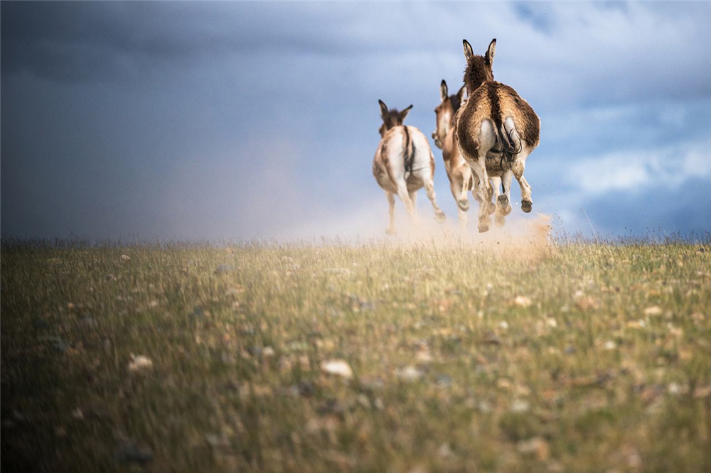 无人区被狼群追赶,无人区被狼跟踪