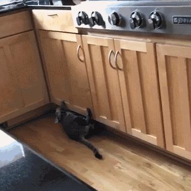 猫咪坐姿分辨性别,猫咪坐姿判断性别