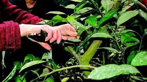 柑橘6月份的病虫管理措施,春季雨水多柑橘怎么保果