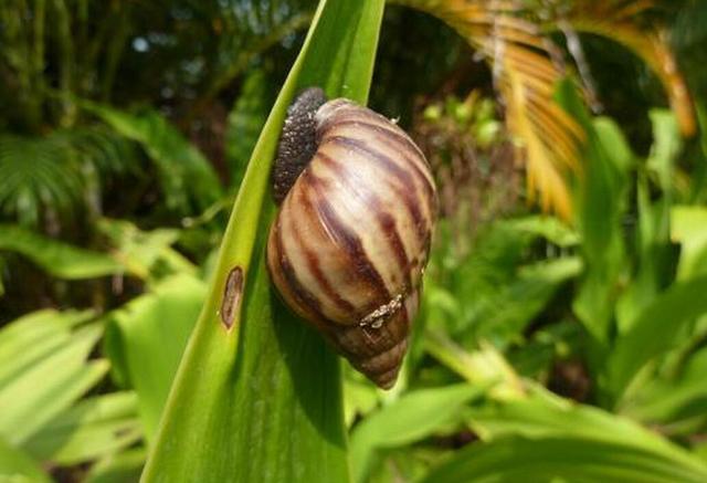 非洲大蜗牛入侵美国，每年可产5窝，花费数百万美元没法治理