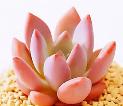 又美又仙的多肉,多肉植物100年的老桩奥普琳娜