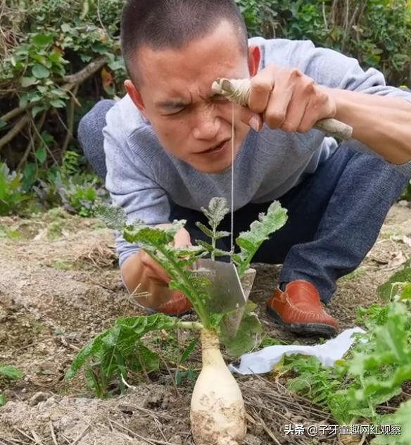 迷茫哥：抽屉里种菜，镜子贴膏药，各种神奇操作笑翻网友
