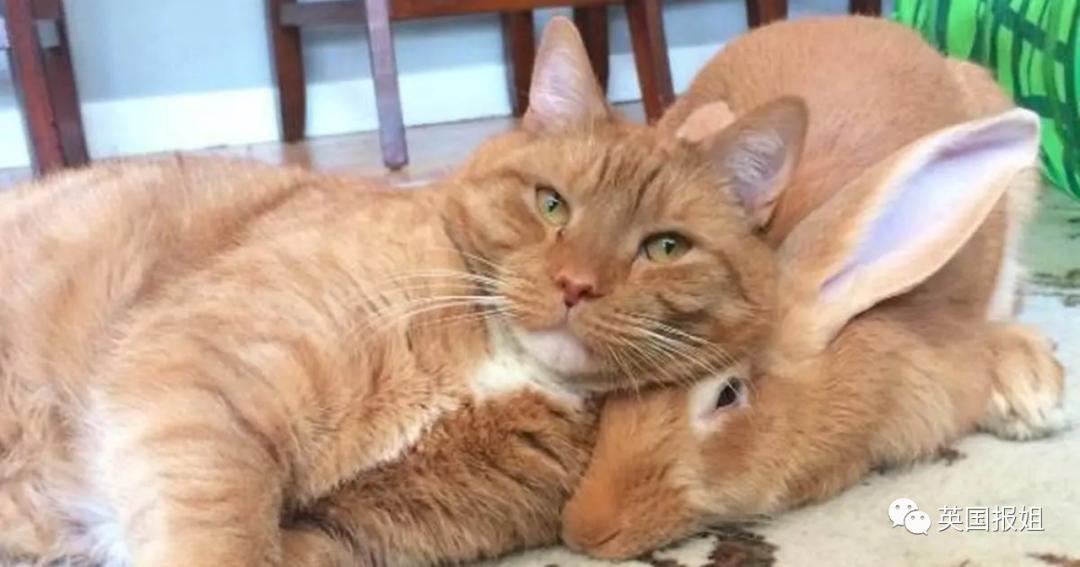 你知道世界上最大的兔子有多大吗,世界上最大的兔子吉尼斯纪录