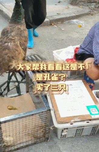 女子花3000元买了只鸡,女子花3000元买了一只鸡