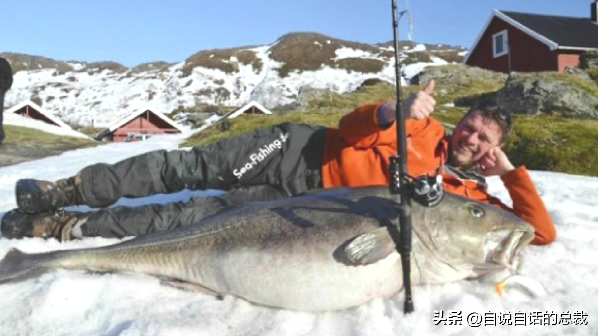 为什么鳕鱼卖的那么便宜,为什么买的鳕鱼特别松散