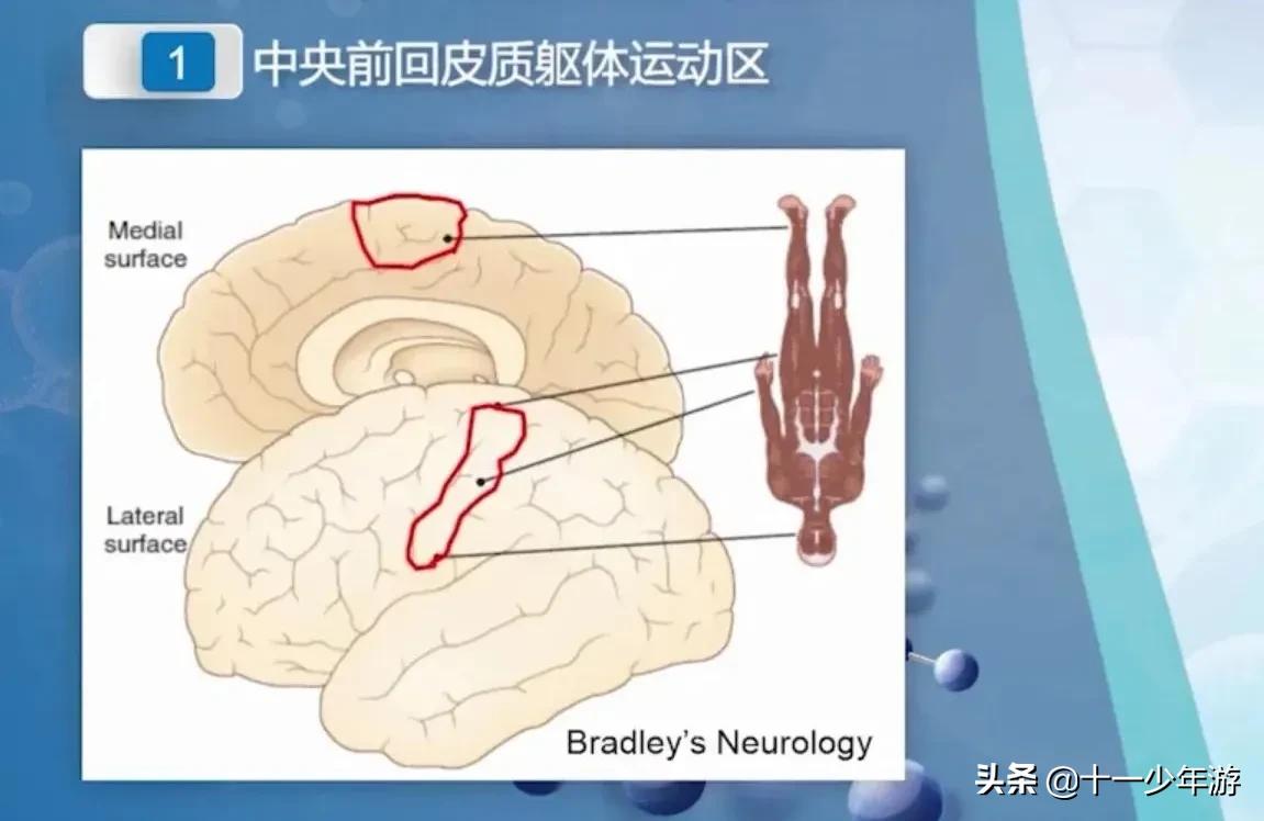 大脑的结构解剖示意图,大脑镰下疝解剖结构