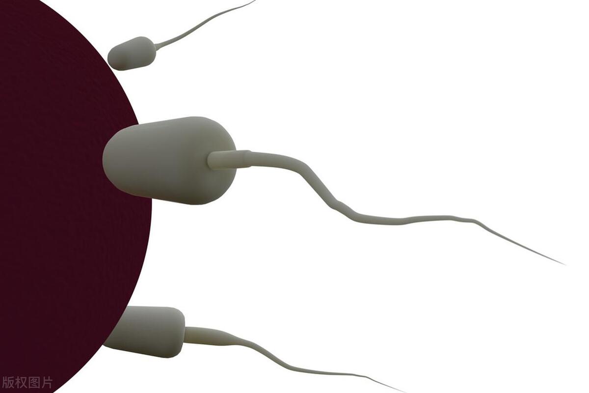 进入女性体内后，没成功“受精”的精子都去了哪里？既好笑又心疼