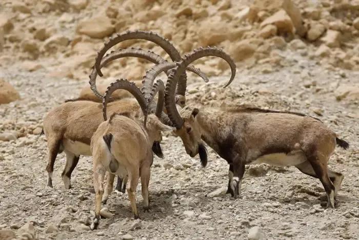 牛和牛互相顶头是怎么回事,牛和羊比力气