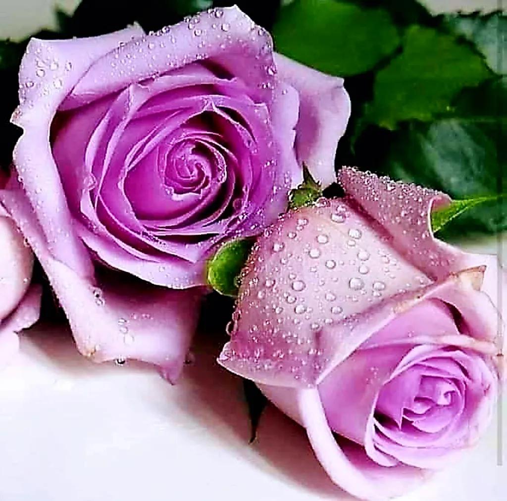 玫瑰是爱情的使者,玫瑰是每个女人的最爱