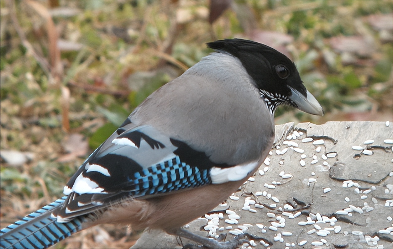 鸟儿大全高清图,高清珍稀鸟动态图片大全