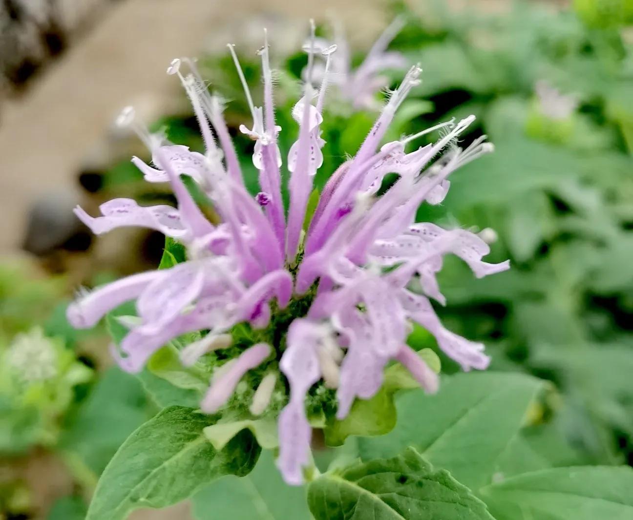 我的花草日记——顶着烈日开放的美国薄荷,坚守着一份清凉舒爽