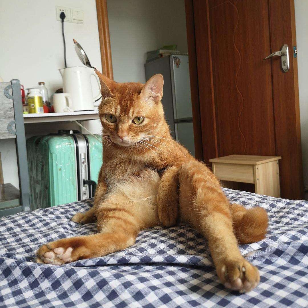 养猫一时爽火葬场,撸猫一时爽养猫火葬场