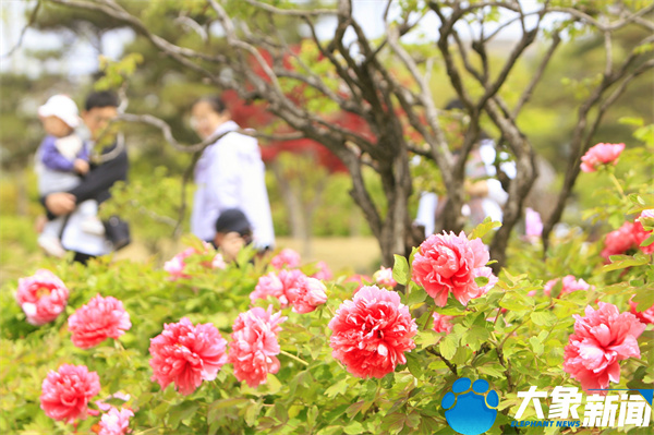 花开时节动京城最美不过洛阳城,四月洛阳美如画千年帝都是花城