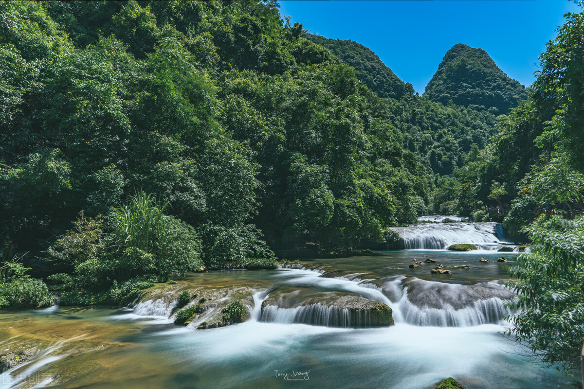 贵州发现50米高的千年金丝楠木,贵州有一棵金丝楠木价值十亿