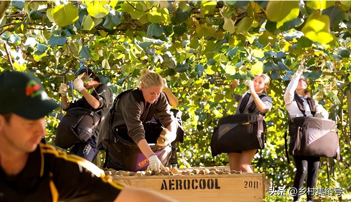 奇异果之都蒂普基地形图,新西兰奇异果小镇蒂普基