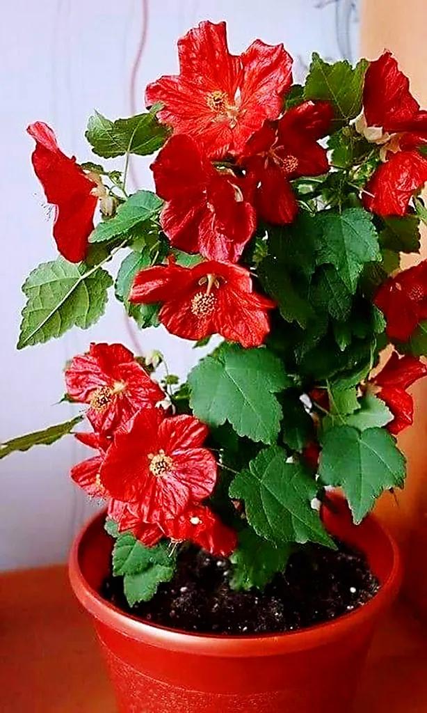 欣赏五颜六色的鲜花,五颜六色的鲜花太漂亮