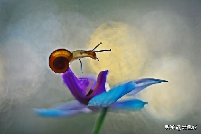 光影斑驳中，长笑蜗牛戴屋行