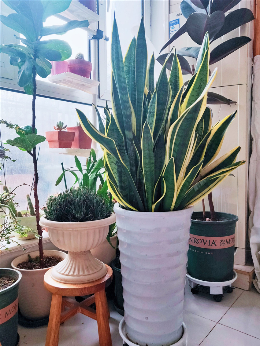 9种“健康花”,客厅一放,吸废气又高档,旺家更旺人