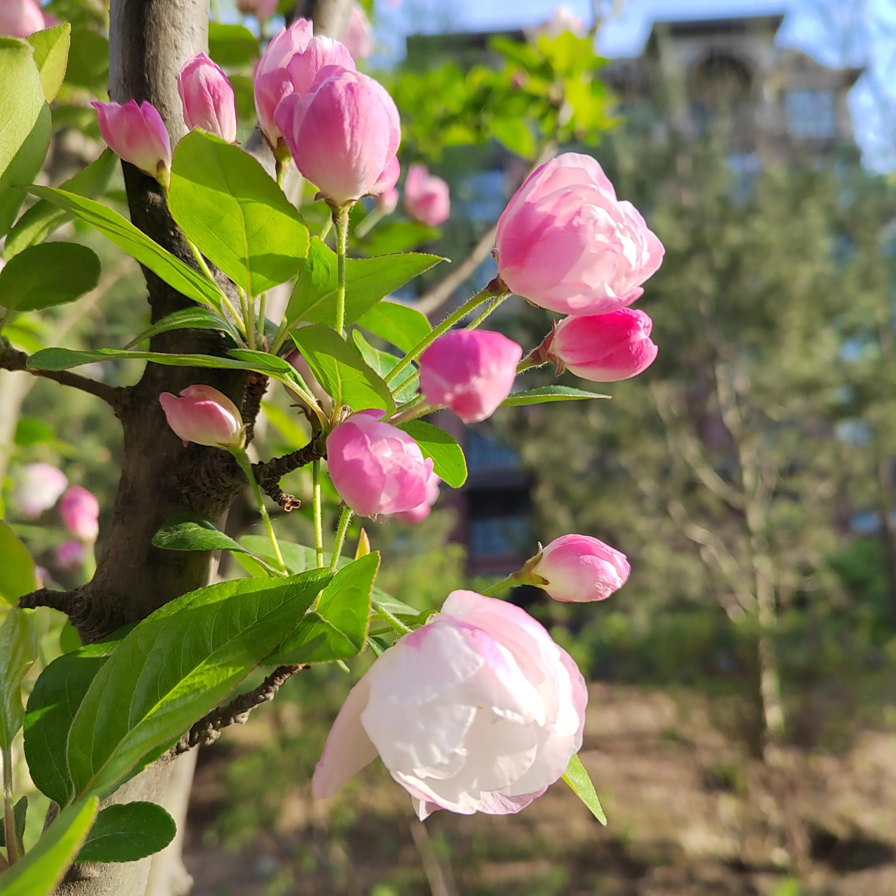 孳息的归属和买卖合同的解除,买卖合同中孳息归谁