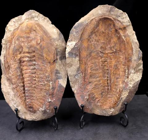 山东三叶虫化石真假,三叶虫远古生物图片