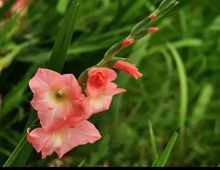 大红袍兰花是什么品种,兰花的品种什么最好