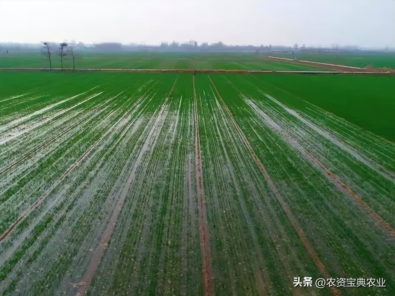 河南小麦受灾为啥发芽,河南连日阴雨小麦倒伏发芽发霉