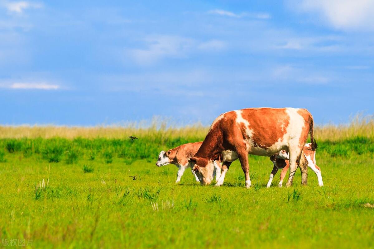生肖牛在2024年的命运,生肖牛在2024年如何