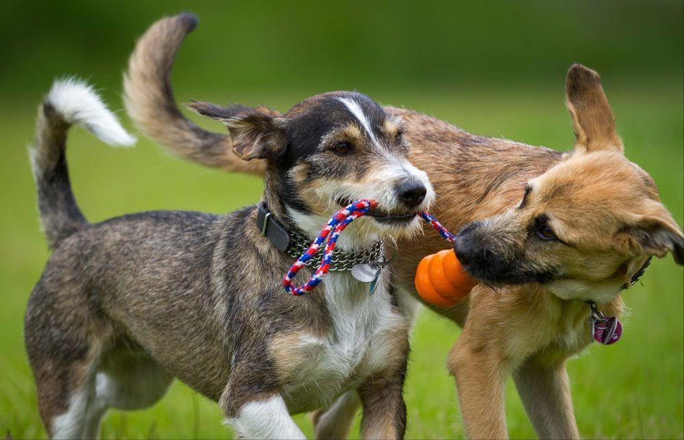 新手推荐养公狗还是养母狗,养公狗和养母狗哪个好