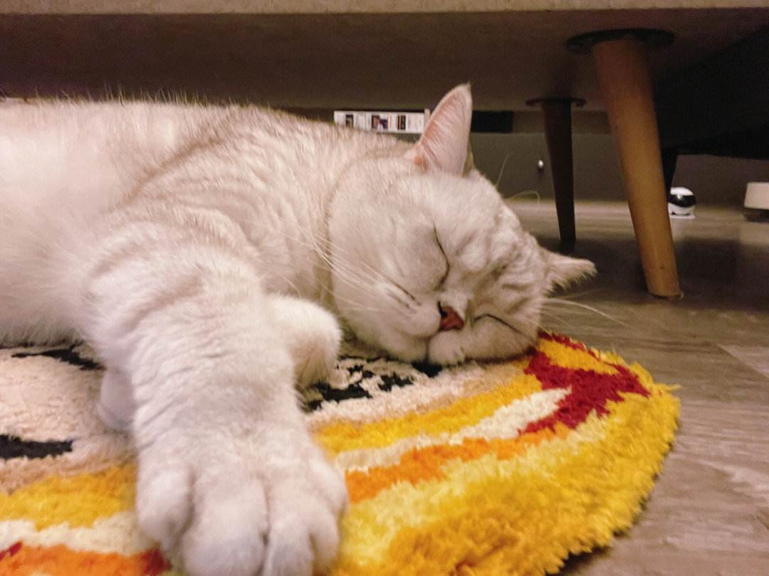 猫咪频繁呕吐的原因及解决方法,猫咪呕吐的几种原因及治疗方法