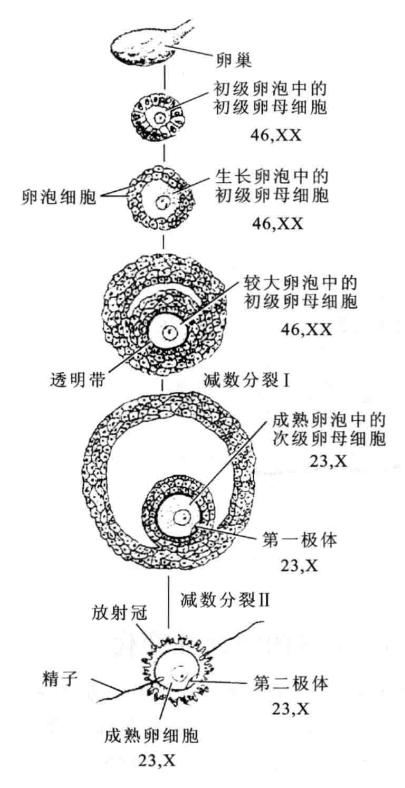 陈阅增普通生物学第五版与第四版,陈阅增普通生物学第4版课后答案