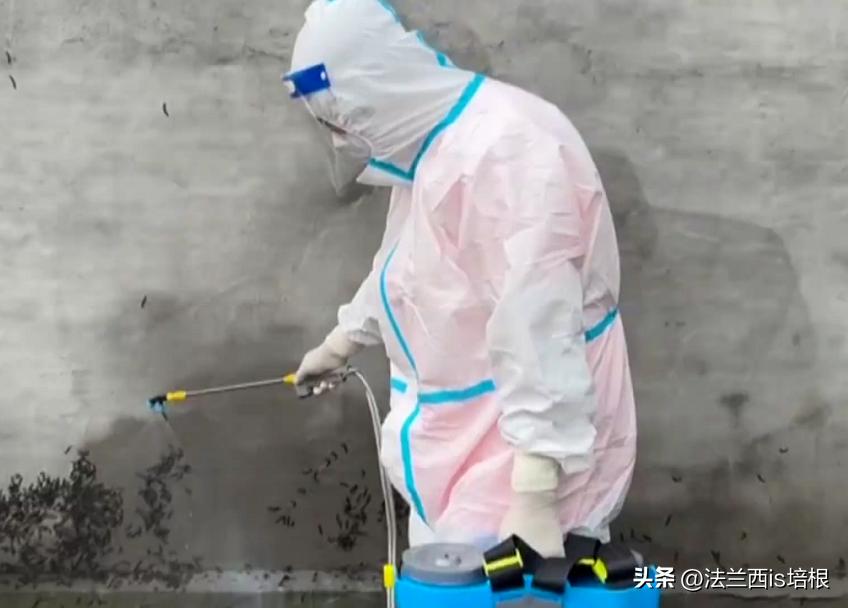 头皮发麻！哈尔滨一村子一夜之间，有毒黑虫爬满街道，咬人咋办？